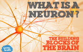 What is a neuron