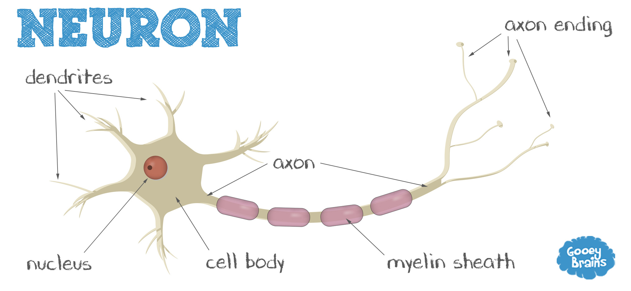 What is a neuron, parts of a neuron, neuron diagram, parts of a neuron