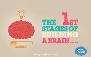 the first stages of building the brain