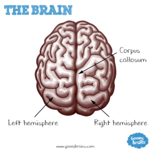 The lobes of the brain