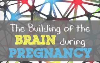 The building of the brain during pregnancy